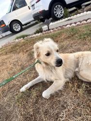 Found/Stray Male Dog last seen Meadowside st and Echelon Ave, La Puente, CA 91744