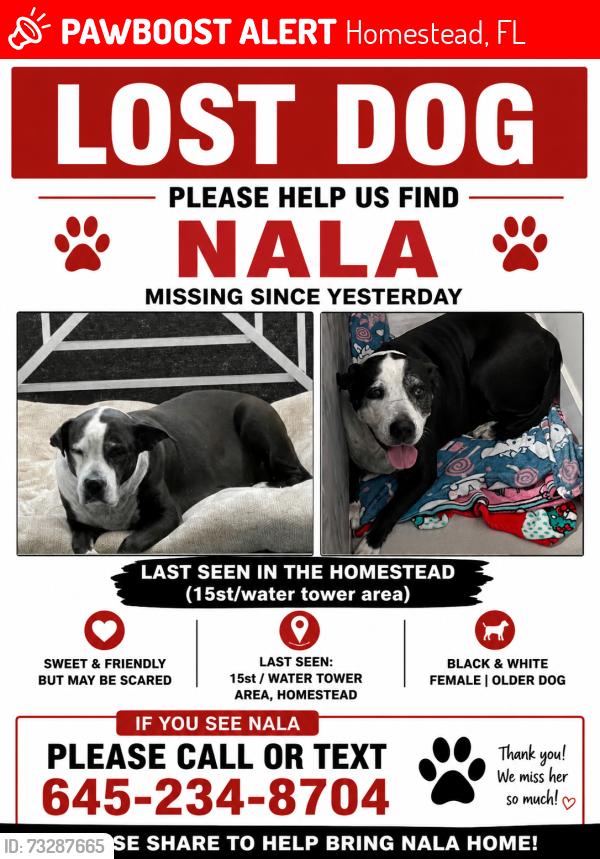 Lost Female Dog last seen hmstd fl, Homestead, FL 33030