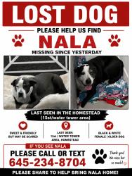 Lost Female Dog last seen hmstd fl, Homestead, FL 33030