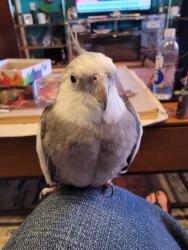 Lost Unknown Bird last seen Laurel & Beechtree, Lakeside, CA 92040