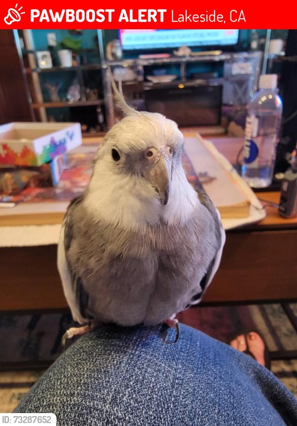 Lost Unknown Bird last seen Laurel & Beechtree, Lakeside, CA 92040