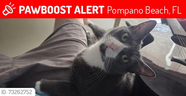 Lost Female Cat last seen Lyons Park, Pompano Beach, FL 33060