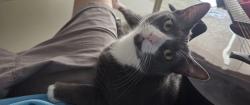Lost Female Cat last seen Lyons Park, Pompano Beach, FL 33060