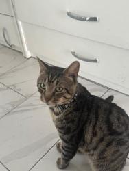 Reunited Male Cat last seen Burdett est, Greater London, England E14 7BW