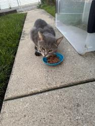 Found/Stray Unknown Cat last seen Newland Ave & Silver Street, Chicago, IL 60707