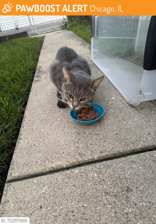Found/Stray Unknown Cat last seen Newland Ave & Silver Street, Chicago, IL 60707