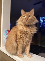 Lost Male Cat last seen Route 9 Near the Starbucks and Woolley’s fish market in Freehold, NJ, Freehold, NJ 07728