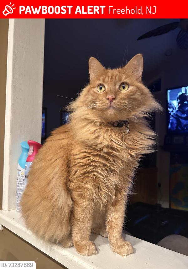 Lost Male Cat last seen Route 9 Near the Starbucks and Woolley’s fish market in Freehold, NJ, Freehold, NJ 07728