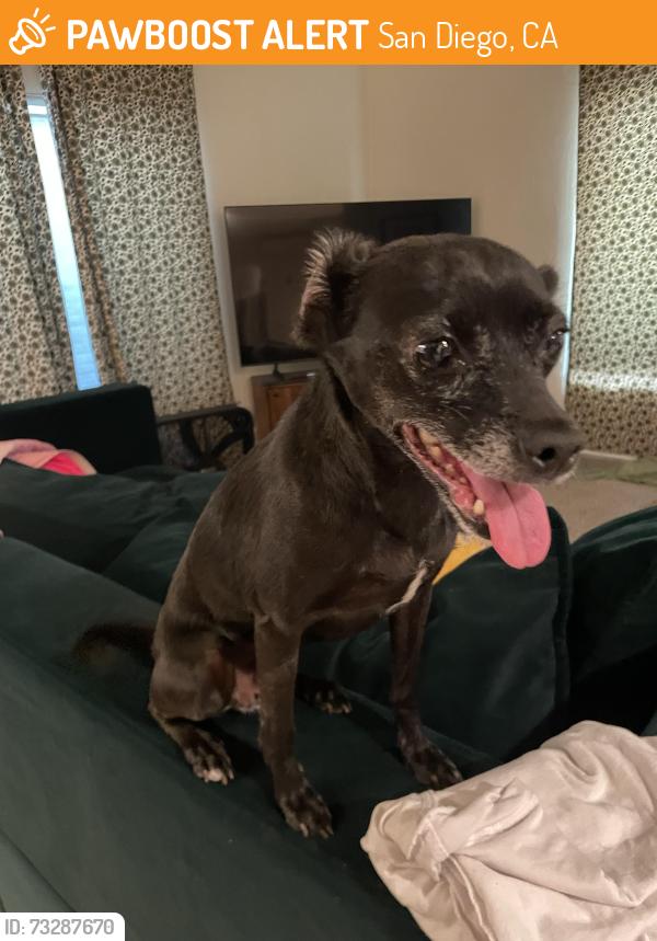 Found/Stray Female Dog last seen Meade and Bancroft, San Diego, CA 92116