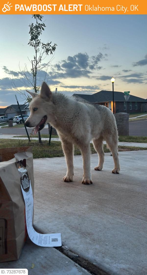 Found/Stray Male Dog last seen Near sw 47, Oklahoma City, OK 73179