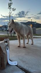Found/Stray Male Dog last seen Near sw 47, Oklahoma City, OK 73179