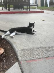 Found/Stray Female Cat last seen Off of tamarack, Carlsbad, CA 92008