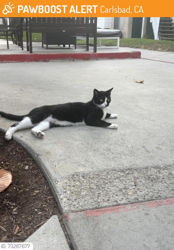 Found/Stray Female Cat last seen Off of tamarack, Carlsbad, CA 92008