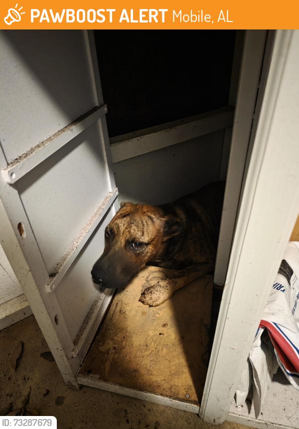 Found/Stray Unknown Dog last seen Near Faith Academy, Mobile, AL 36608