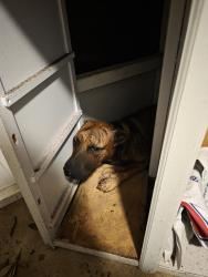 Found/Stray Unknown Dog last seen Near Faith Academy, Mobile, AL 36608