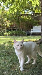 Found/Stray Male Cat last seen Danesta and Mulberry, Concord, CA 94519