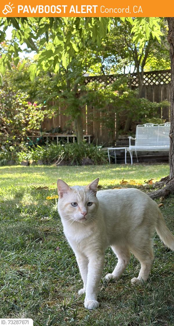 Found/Stray Male Cat last seen Danesta and Mulberry, Concord, CA 94519
