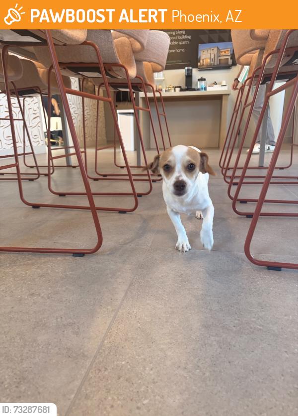 Found/Stray Female Dog last seen North Valley Pkwy / Dove Valley Rd, Phoenix, AZ 85085