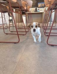Found/Stray Female Dog last seen North Valley Pkwy / Dove Valley Rd, Phoenix, AZ 85085