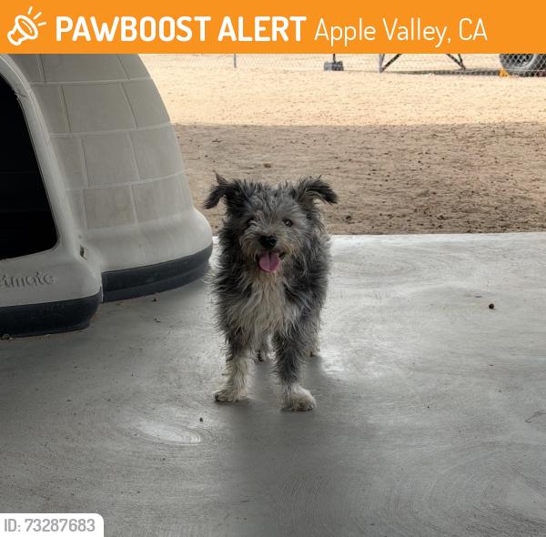 Found/Stray Male Dog last seen Truchas rd, Apple Valley, CA 92395