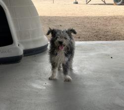 Found/Stray Male Dog last seen Truchas rd, Apple Valley, CA 92395