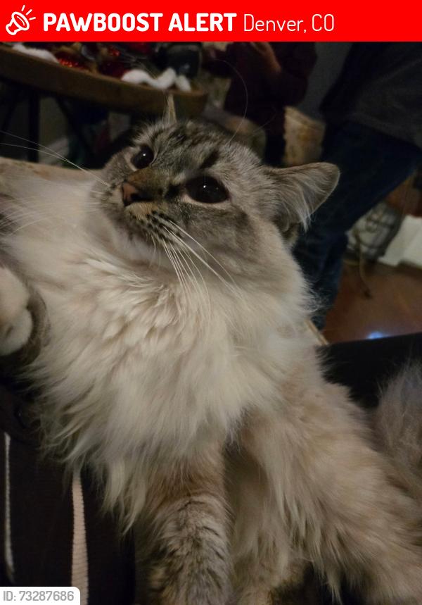 Lost Female Cat last seen Near Adams St, Denver, CO 80206