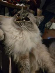 Lost Female Cat last seen Near Adams St, Denver, CO 80206