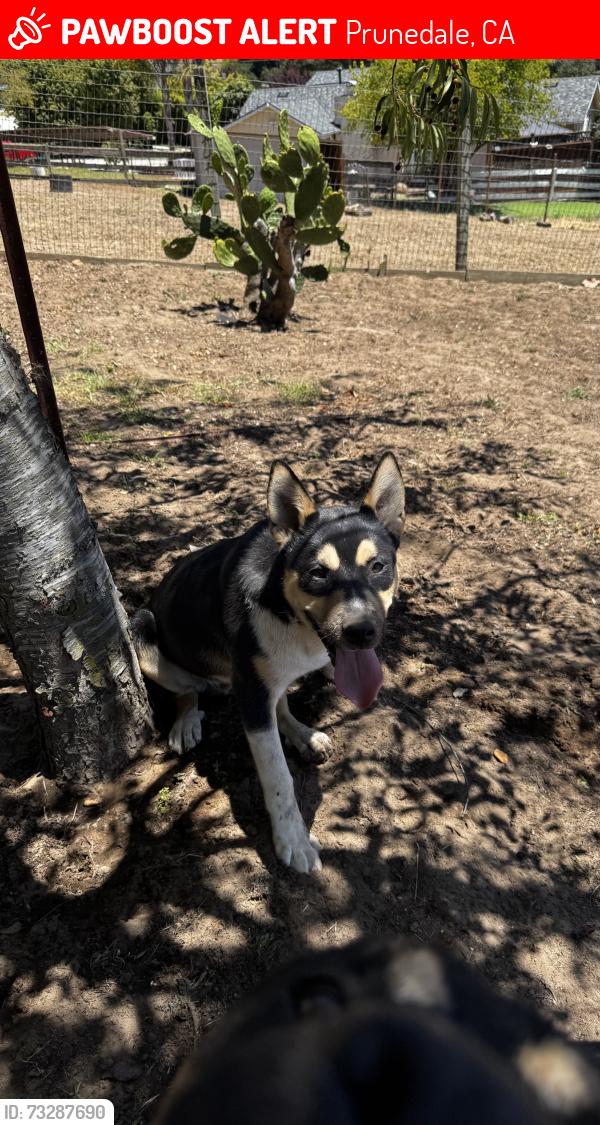 Lost Male Dog last seen Elementary school, Prunedale, CA 93907