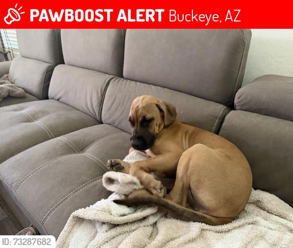 Lost Female Dog last seen W Huntington Dr, Buckeye, AZ 85326