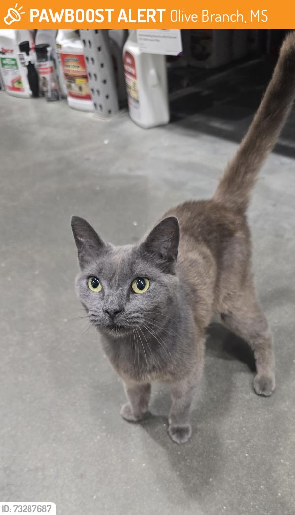 Found/Stray Female Cat last seen Found at Lowe's, Olive Branch, MS 38654