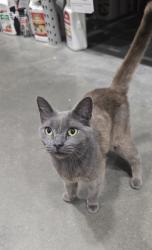 Found/Stray Female Cat last seen Found at Lowe's, Olive Branch, MS 38654