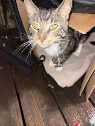 Found/Stray Male Cat last seen Ivy Pl Norwalk Ct, Norwalk, CT 06851