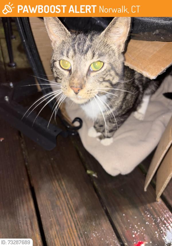 Found/Stray Male Cat last seen Ivy Pl Norwalk Ct, Norwalk, CT 06851