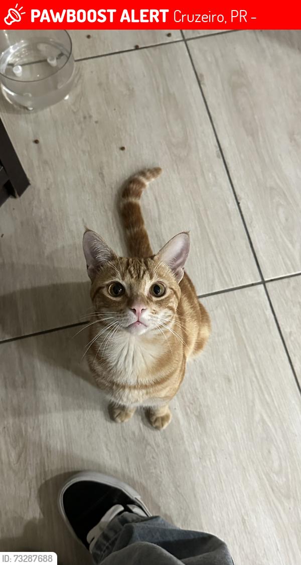 Lost Male Cat last seen Perto do mercado molina, aproximadamente o material de construção Molina, Cruzeiro, PR 83010-430