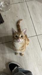 Lost Male Cat last seen Perto do mercado molina, aproximadamente o material de construção Molina, Cruzeiro, PR 83010-430