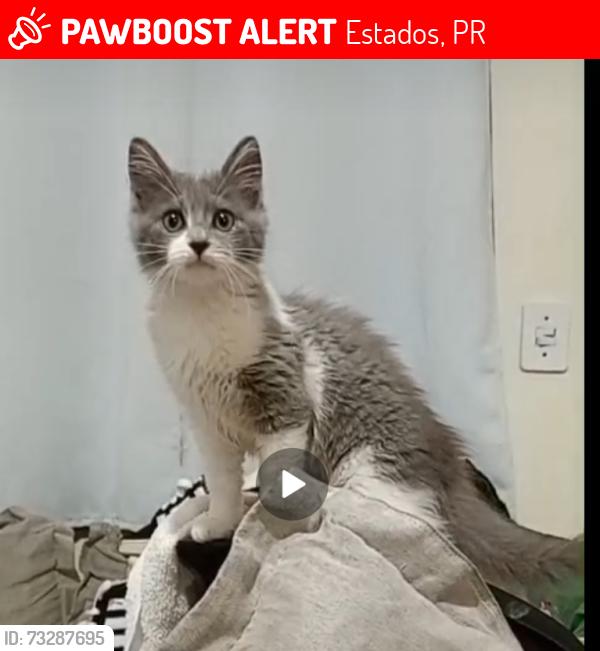 Lost Female Cat last seen Em frente a 