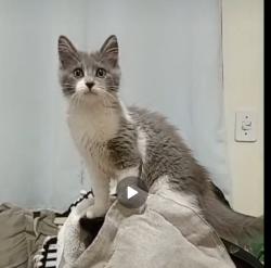 Lost Female Cat last seen Em frente a 