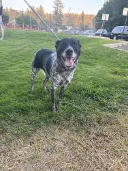 Found/Stray Male Dog last seen Park and 8th Ave, Spokane Valley, WA 99212