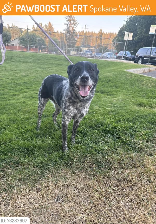 Found/Stray Male Dog last seen Park and 8th Ave, Spokane Valley, WA 99212