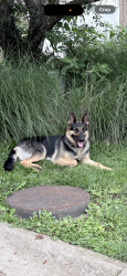 Lost Female Dog last seen Somewher in Springfield, Springfield, MO 65806