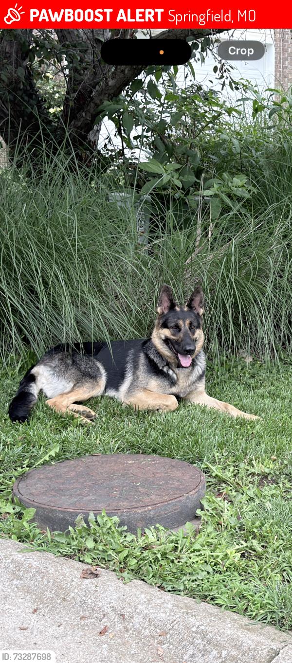 Lost Female Dog last seen Somewher in Springfield, Springfield, MO 65806