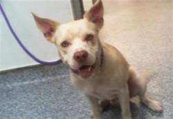 Shelter Stray Male Dog last seen CHARLOTTE, 8315 Byrum Dr, Charlotte, NC 28217, USA