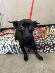 Shelter Stray Female Dog last seen Near BLOCK S CHESTNUT AVE, FRESNO CA 93702, 5277 E Airways Blvd, Fresno, CA 93727, USA