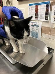 Shelter Stray Male Cat last seen Near BLOCK BLCK CEDAR AVE, LONG BEACH, CA 90806, 7700 E Spring St, Long Beach, CA 90815, USA
