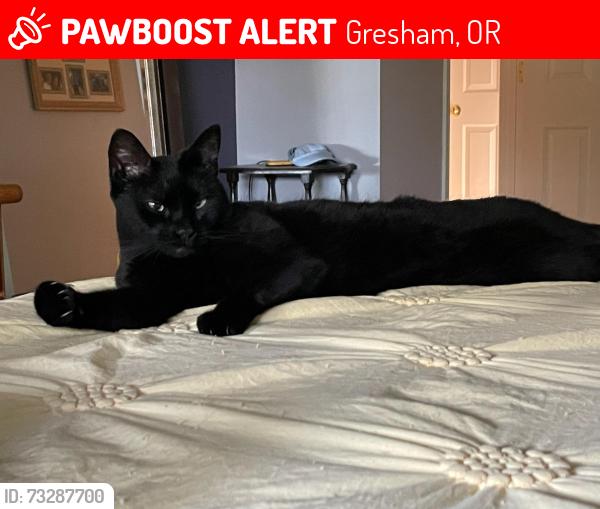 Lost Female Cat last seen Redfern and 20th, Gresham, OR 97080
