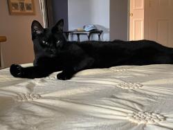 Lost Female Cat last seen Redfern and 20th, Gresham, OR 97080