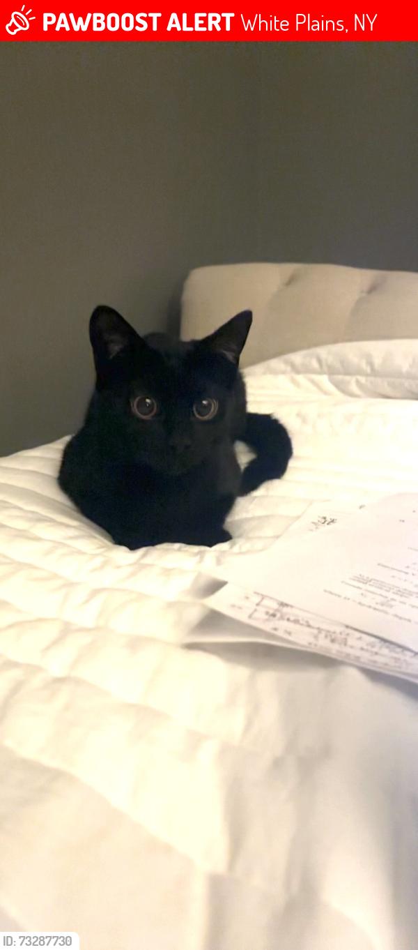 Lost Female Cat last seen Middle and Paddock Road, White Plains, NY 10605