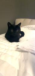 Lost Female Cat last seen Middle and Paddock Road, White Plains, NY 10605
