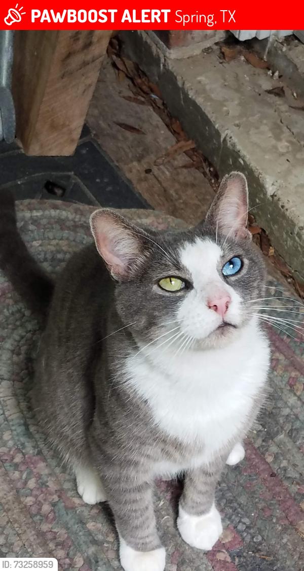 Lost Male Cat last seen Turley at Lockridge, Spring, TX 77373