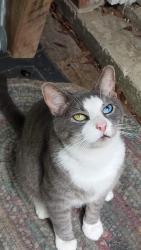 Lost Male Cat last seen Turley at Lockridge, Spring, TX 77373